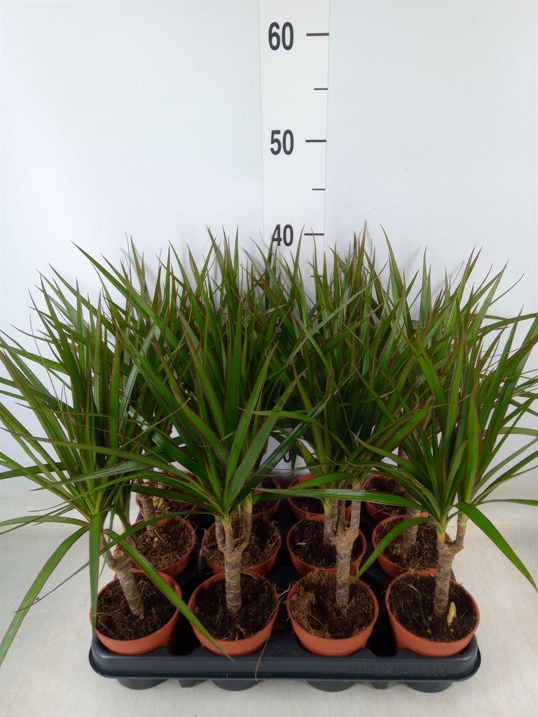 Горшечные цветы и растения оптом Dracaena Marg. от 12шт (для телеги) из Голландии с доставкой по России Горшечные цветы и растения оптом Dracaena Marg. от 12шт (для телеги) из Голландии с доставкой по России