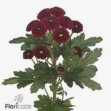 Срезанные цветы оптом Chrys sa purpetta red от 75шт из Голландии с доставкой по России