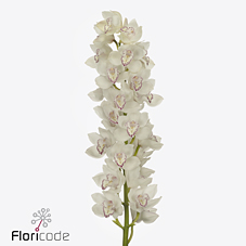 Срезанные цветы оптом Cymbidium white my eye от 2шт из Голландии с доставкой по России