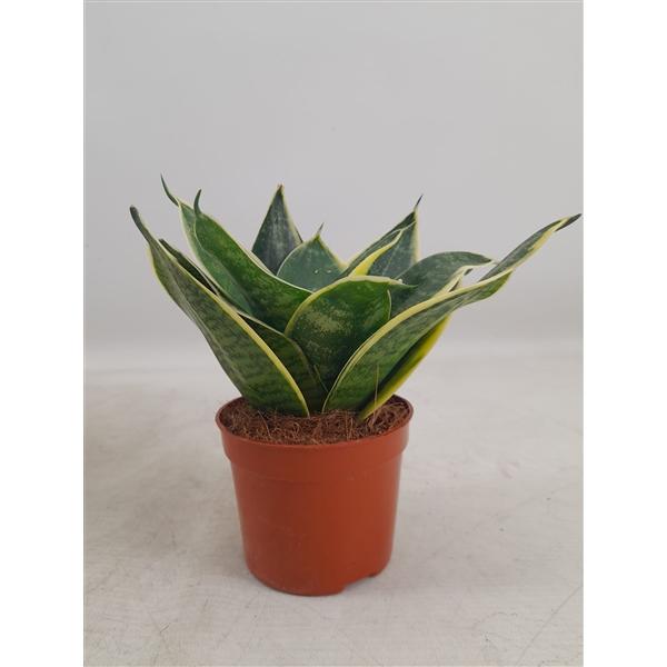Горшечные цветы и растения оптом Sansevieria Hahnii Super Hahnii(decorum) от 18шт (для телеги) из Голландии с доставкой по России