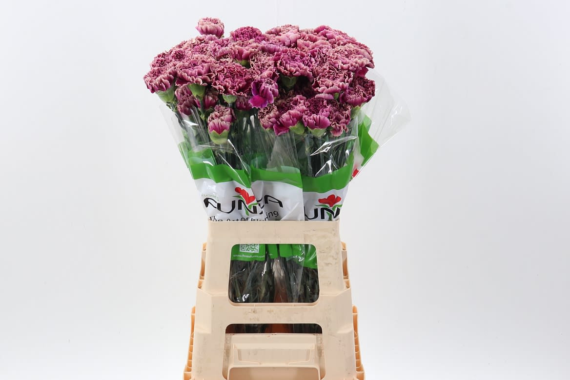 Срезанные цветы оптом Dianthus st merletto purple от 80шт из Голландии с доставкой по России