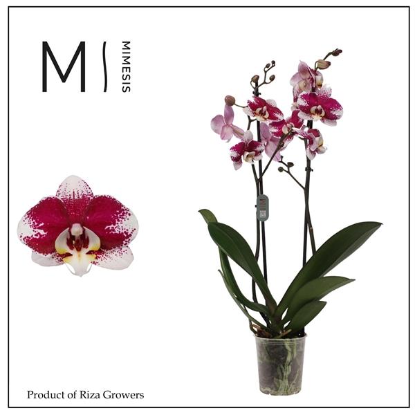 Горшечные цветы и растения оптом Phalaenopsis Barcelona 2 Spike - 12cm | Mimesis от 10шт из Голландии с доставкой по России