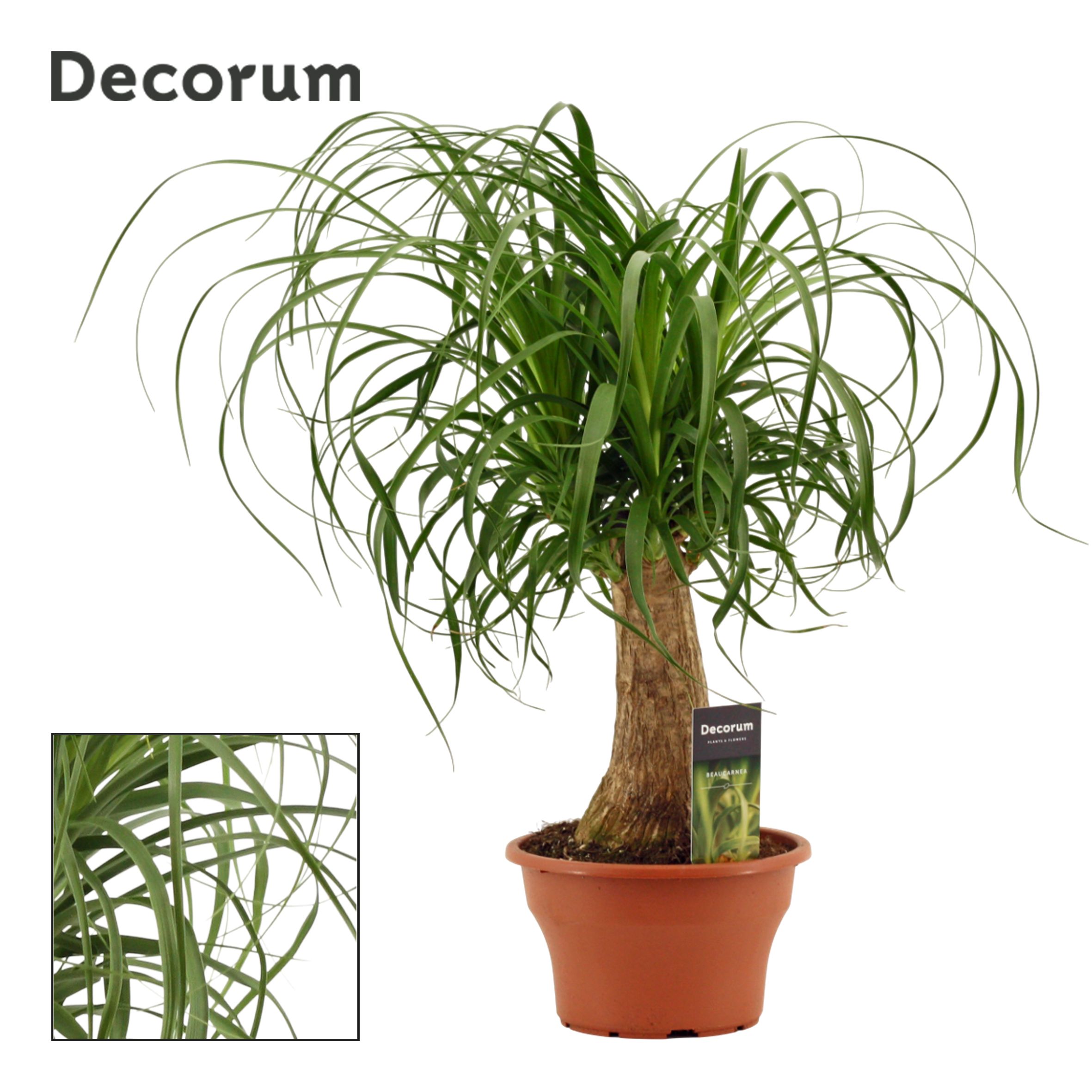 Горшечные цветы и растения оптом Beaucarnea On Stem (decorum) от 21шт из Голландии с доставкой по России
