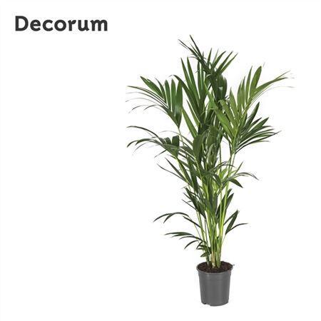 Горшечные цветы и растения оптом Howea Forsteriana 150cm (kentia) Decorum от 1шт из Голландии с доставкой по России