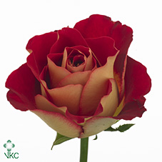 Срезанные цветы оптом Rosa ec friendship от 40шт из Голландии с доставкой по России