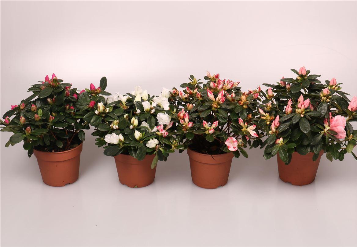 Горшечные цветы и растения оптом Azalea Mix Budget от 8шт из Голландии с доставкой по России