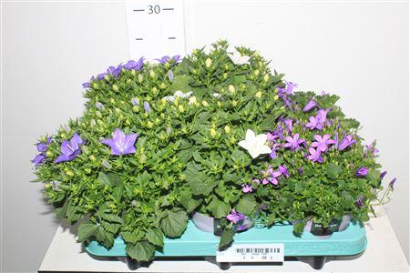 Горшечные цветы и растения оптом Camp Ov Gemengd от 6шт (для телеги) из Голландии с доставкой по России