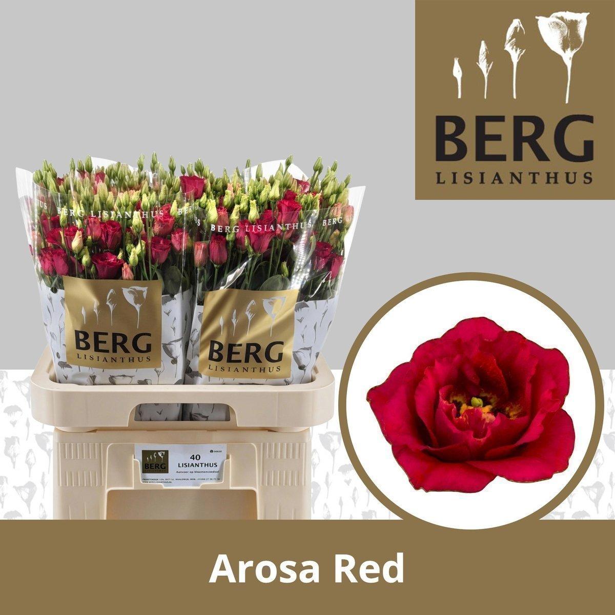 Срезанные цветы оптом Lisianthus do arosa red от 40шт из Голландии с доставкой по России