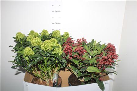 Горшечные цветы и растения оптом Skim J White Globe 15+ Japonica 20+ от 2шт из Голландии с доставкой по России