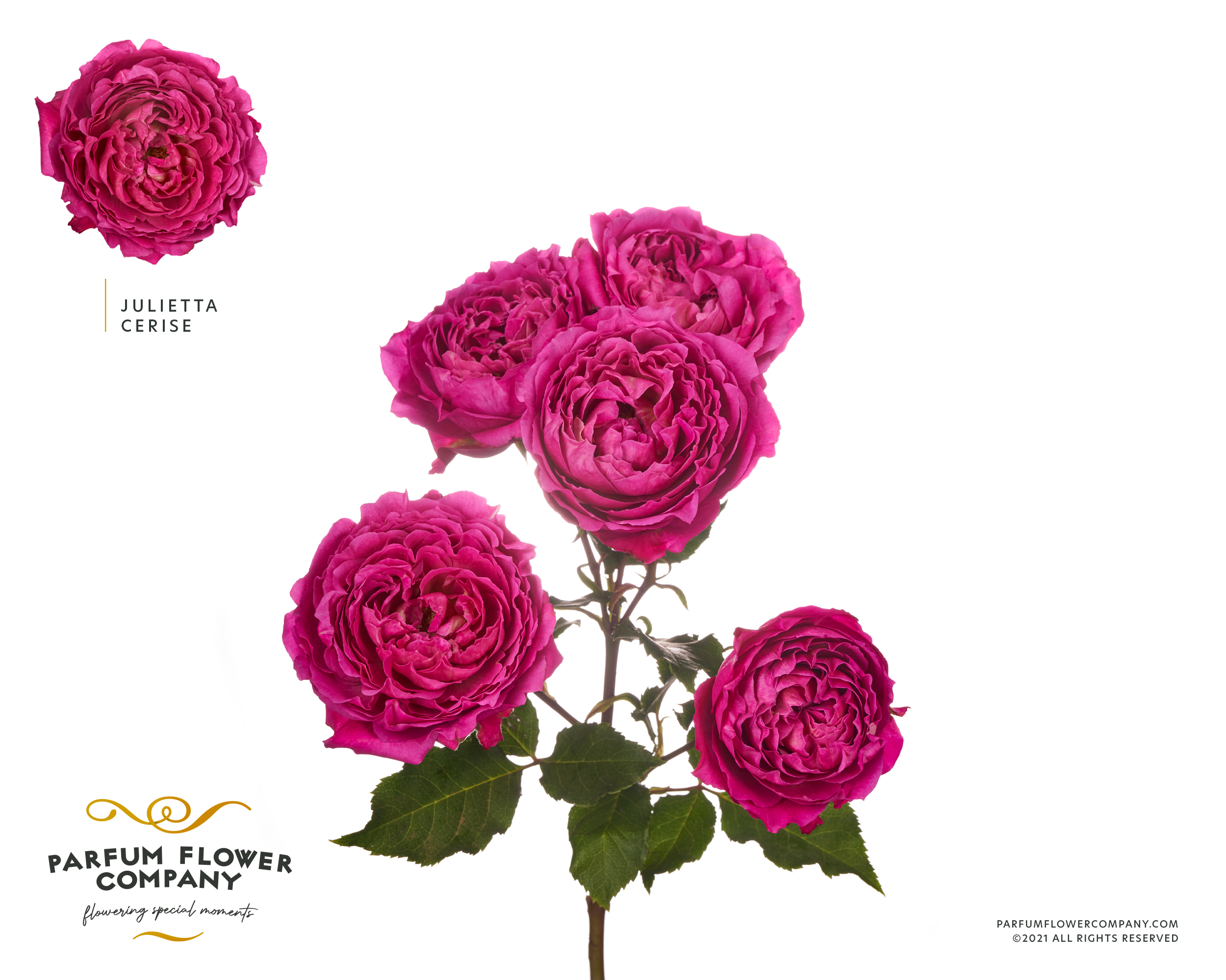 Срезанные цветы оптом Rosa spray cerise julietta от 12шт из Голландии с доставкой по России