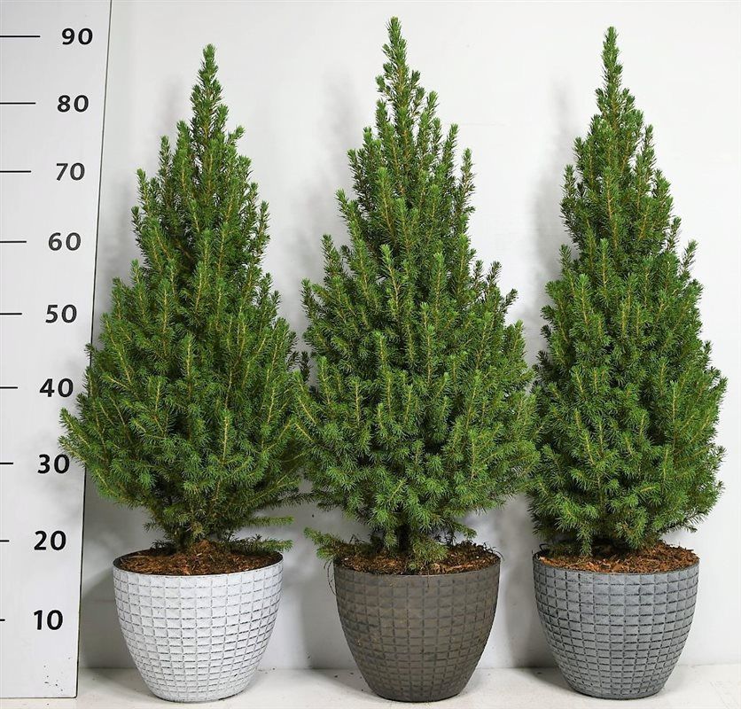 Горшечные цветы и растения оптом Picea Glauca Perfecta от 1шт из Голландии с доставкой по России