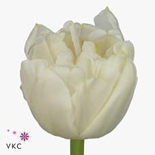 Срезанные цветы оптом Tulipa do northcap от 150шт из Голландии с доставкой по России