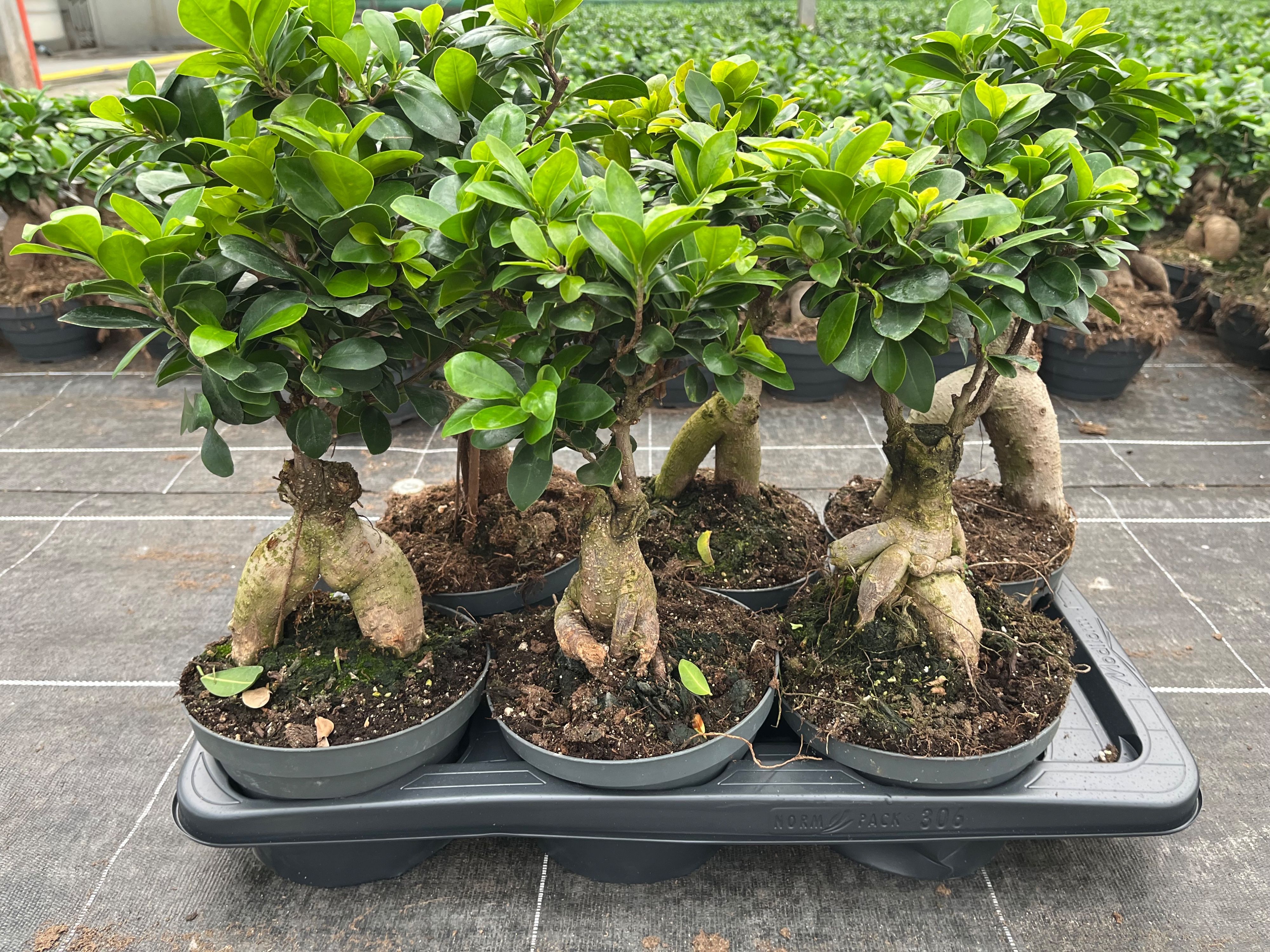 Горшечные цветы и растения оптом Ficus Ginseng от 6шт из Голландии с доставкой по России
