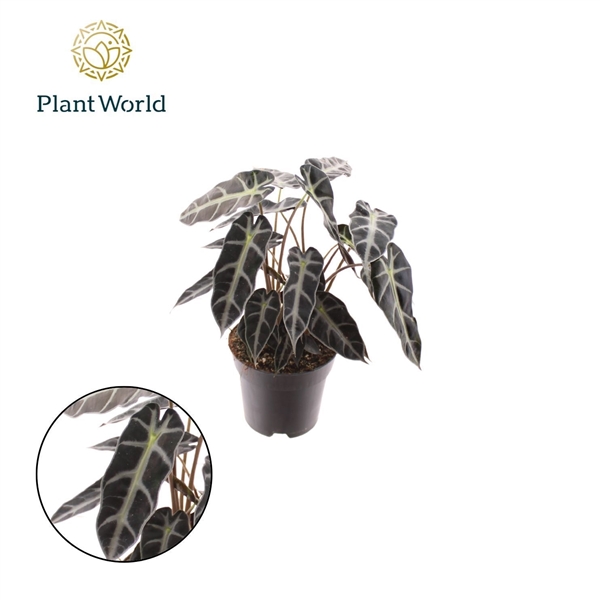 Горшечные цветы и растения оптом Alocasia Bambino Arrow 2pp от 6шт (для телеги) из Голландии с доставкой по России