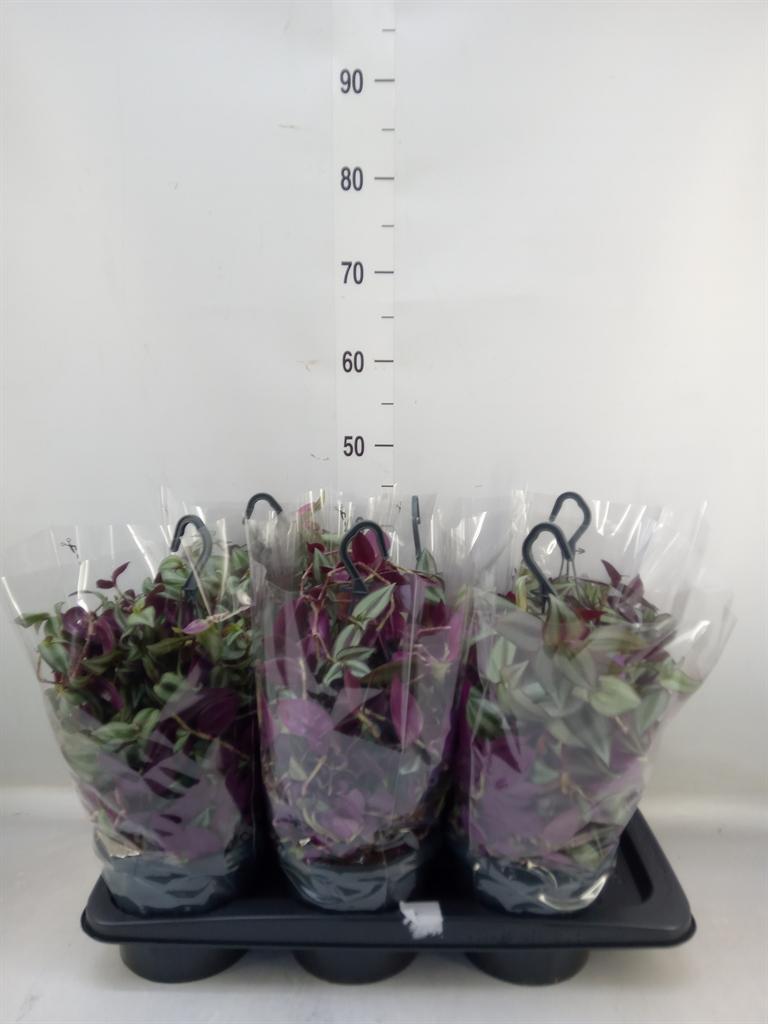 Горшечные цветы и растения оптом Tradescantia   ... от 6шт из Голландии с доставкой по России