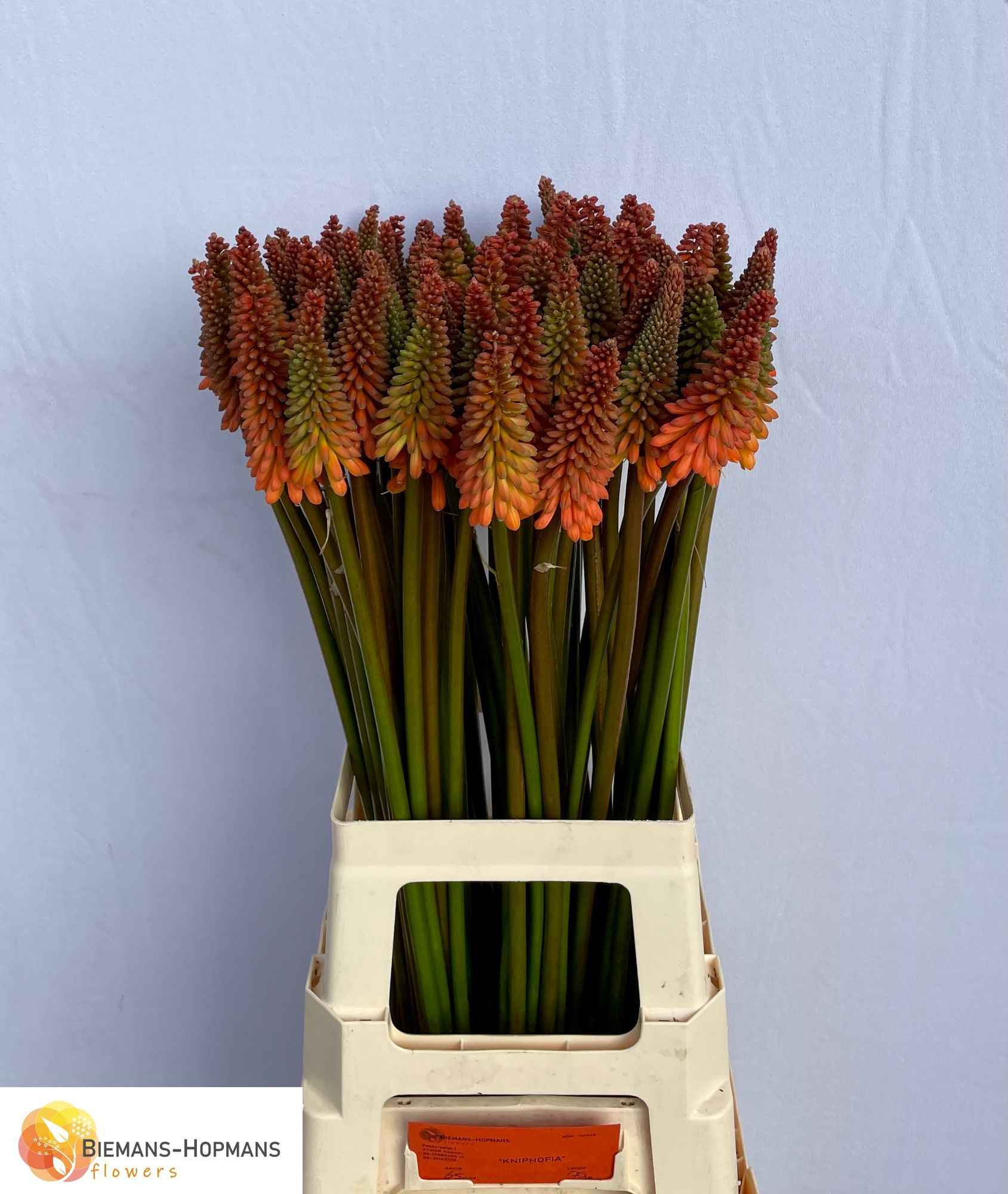 Срезанные цветы оптом Kniphofia alcazar от 60шт из Голландии с доставкой по России