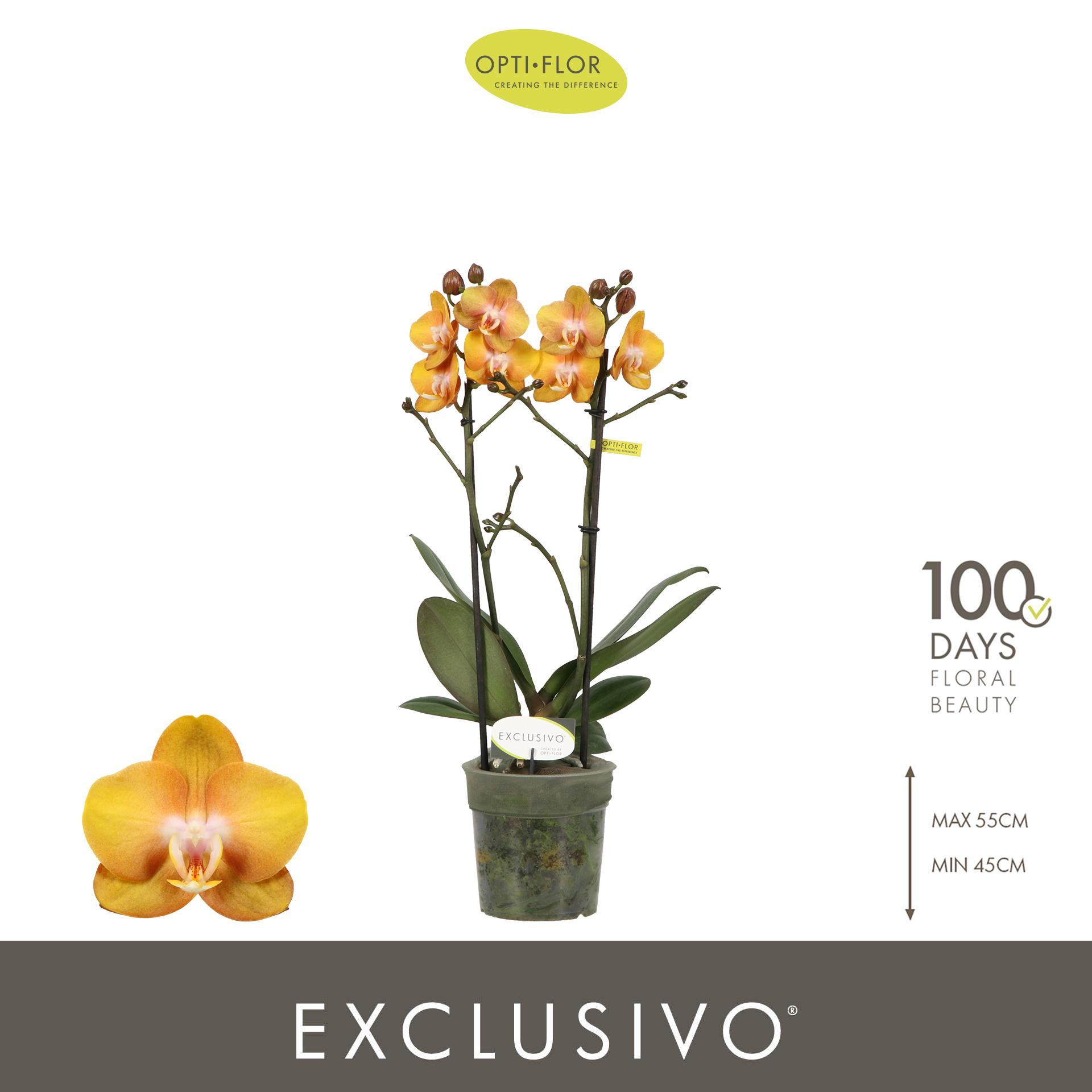 Горшечные цветы и растения оптом Phal 3st Exclusivo Las Vegas Gold (opti) от 6шт из Голландии с доставкой по России