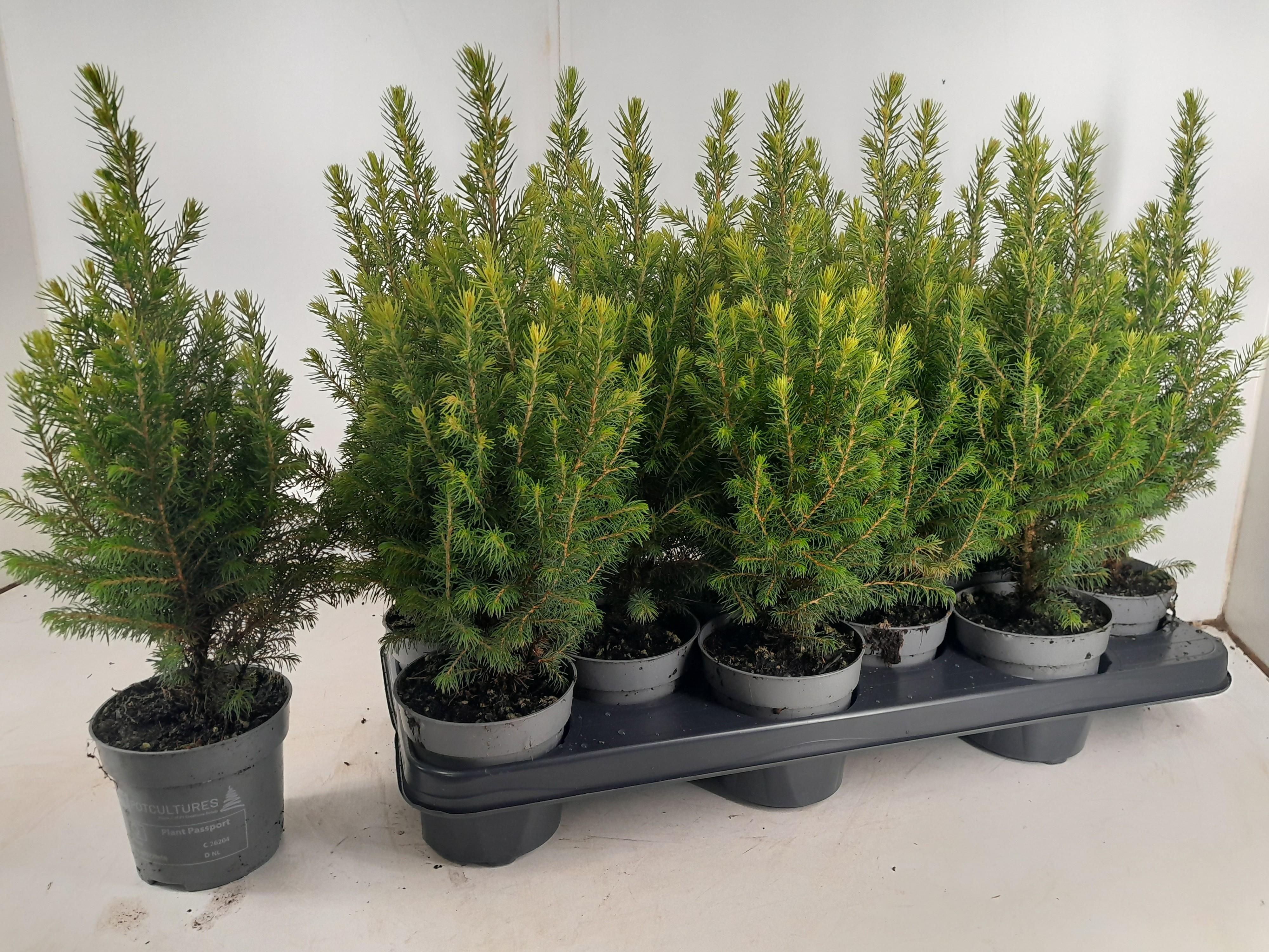 Горшечные цветы и растения оптом Picea Gl Magnifique от 12шт из Голландии с доставкой по России