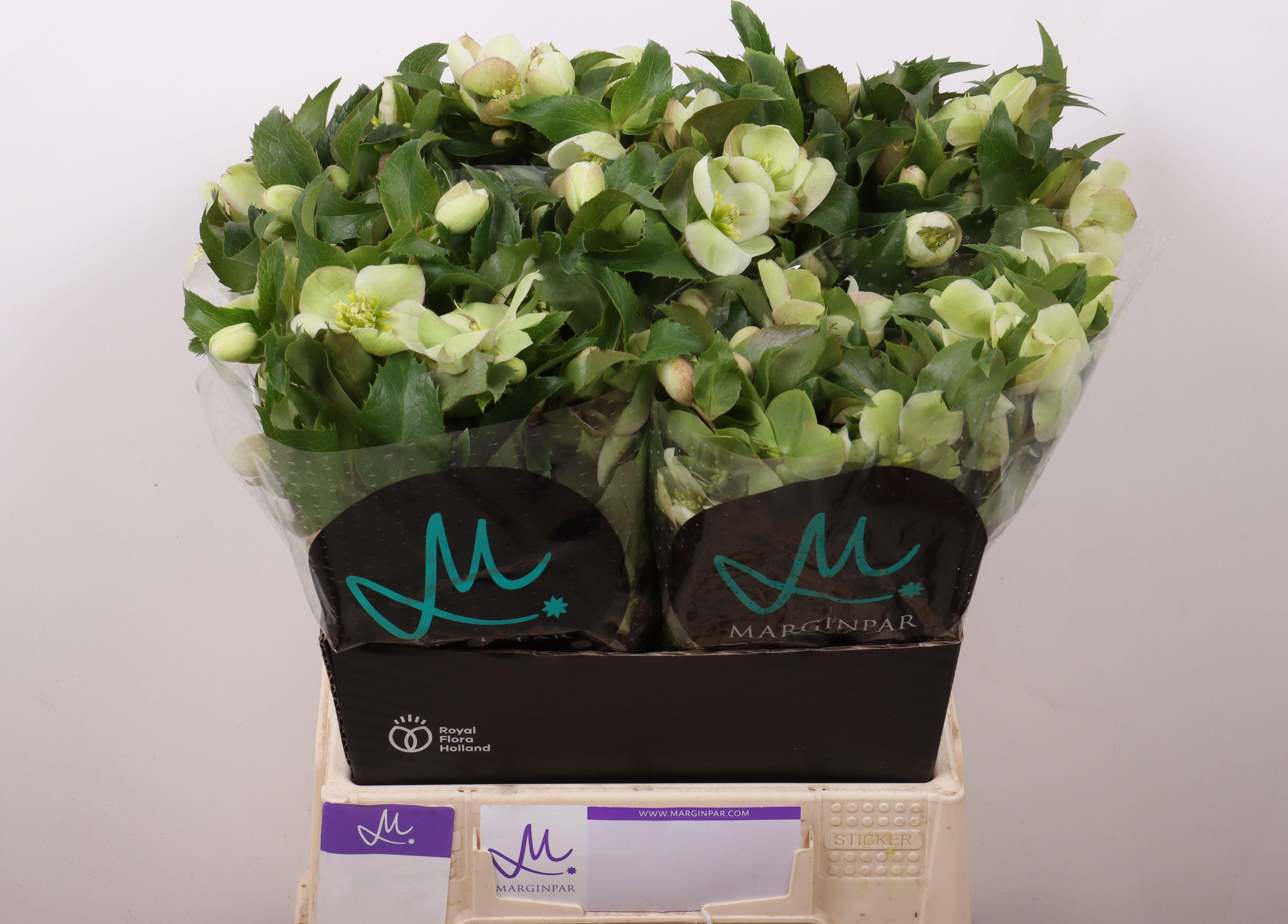 Срезанные цветы оптом Helleborus mammoth white от 20шт из Голландии с доставкой по России