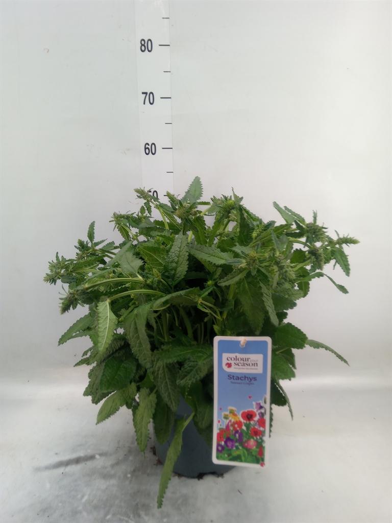 Горшечные цветы и растения оптом Stachys   ... от 1шт из Голландии с доставкой по России