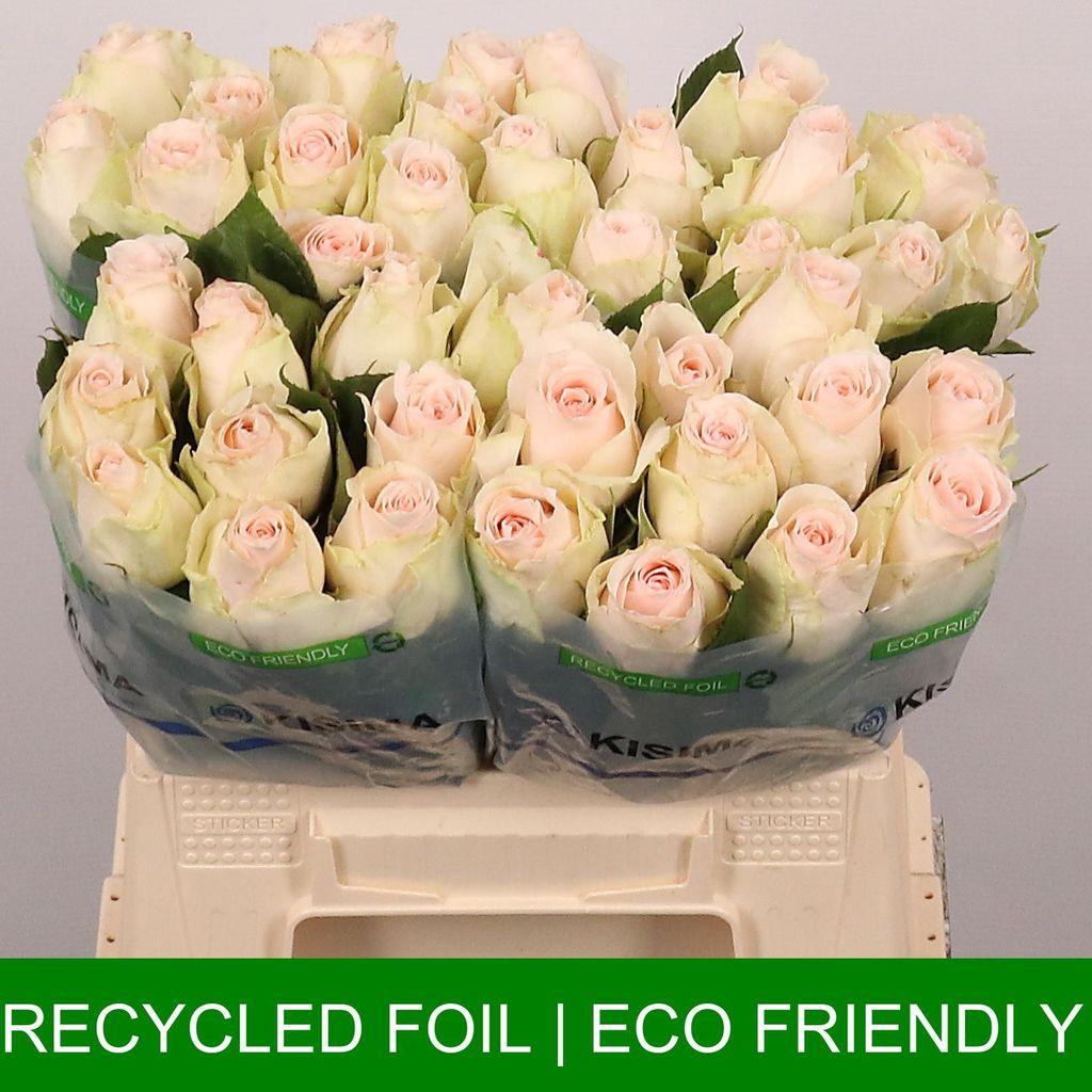 Срезанные цветы оптом Rosa large high & bridal от 40шт из Голландии с доставкой по России