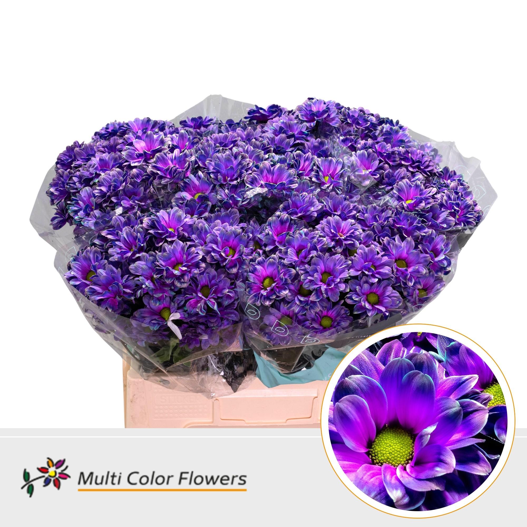 Срезанные цветы оптом Chrys sp paint kennedy milky way от 40шт из Голландии с доставкой по России