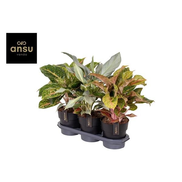 Горшечные цветы и растения оптом Aglaonema Special Mix от 3шт из Голландии с доставкой по России