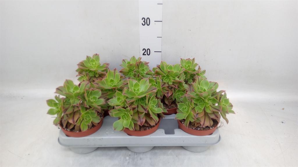 Горшечные цветы и растения оптом Aeonium   ... от 8шт из Голландии с доставкой по России
