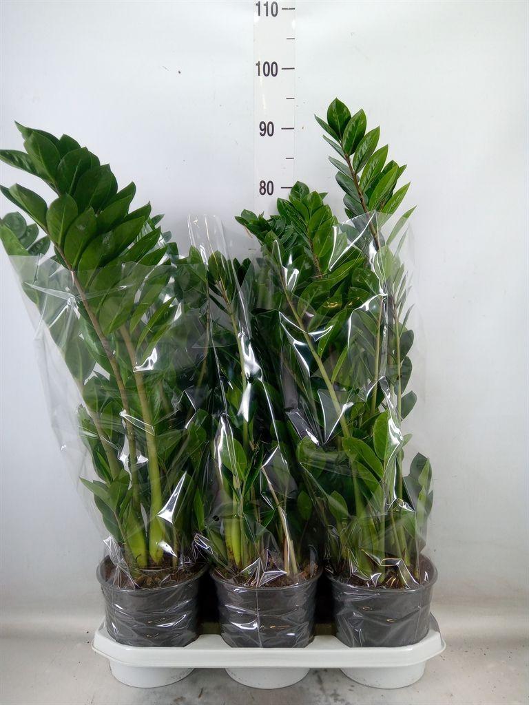 Горшечные цветы и растения оптом Zamioculcas Zamiifolia от 3шт из Голландии с доставкой по России