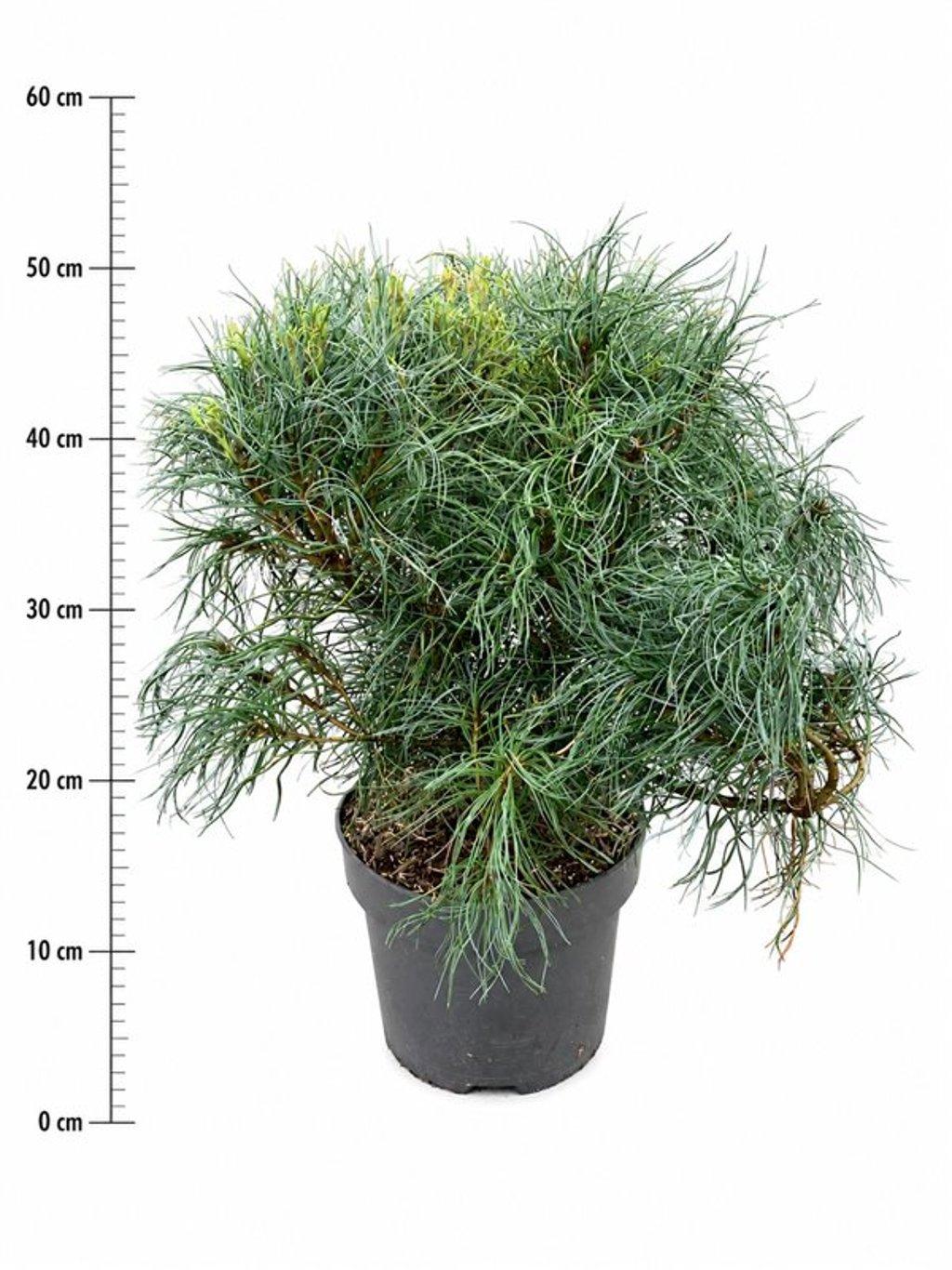 Горшечные цветы и растения оптом Pinus Strobus green Twist от 1шт из Голландии с доставкой по России