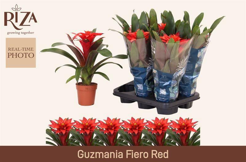 Горшечные цветы и растения оптом Guzm Fiero Red от 6шт из Голландии с доставкой по России