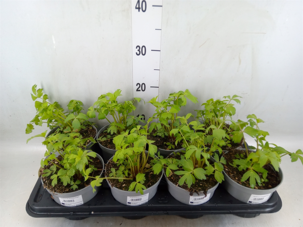 Горшечные цветы и растения оптом Levisticum Officinale от 8шт из Голландии с доставкой по России