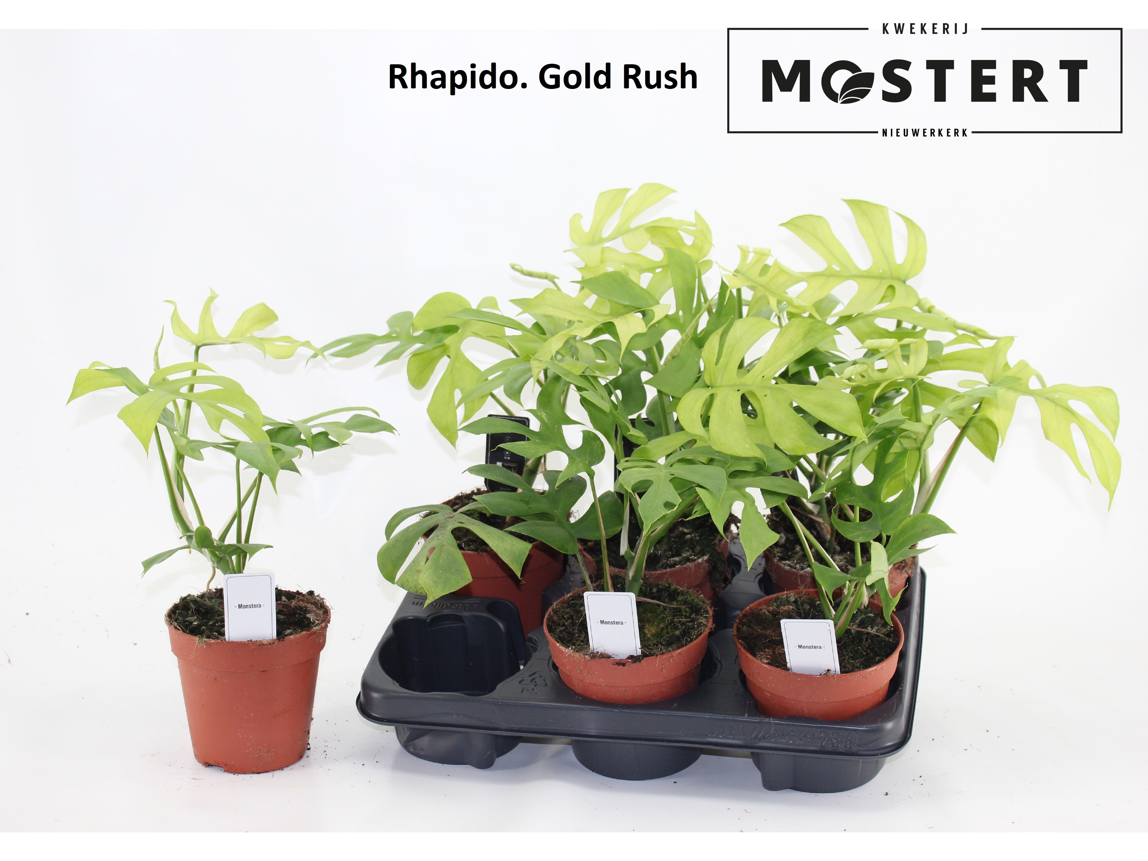 Горшечные цветы и растения оптом Rhaphido Tetrasperma от 6шт из Голландии с доставкой по России