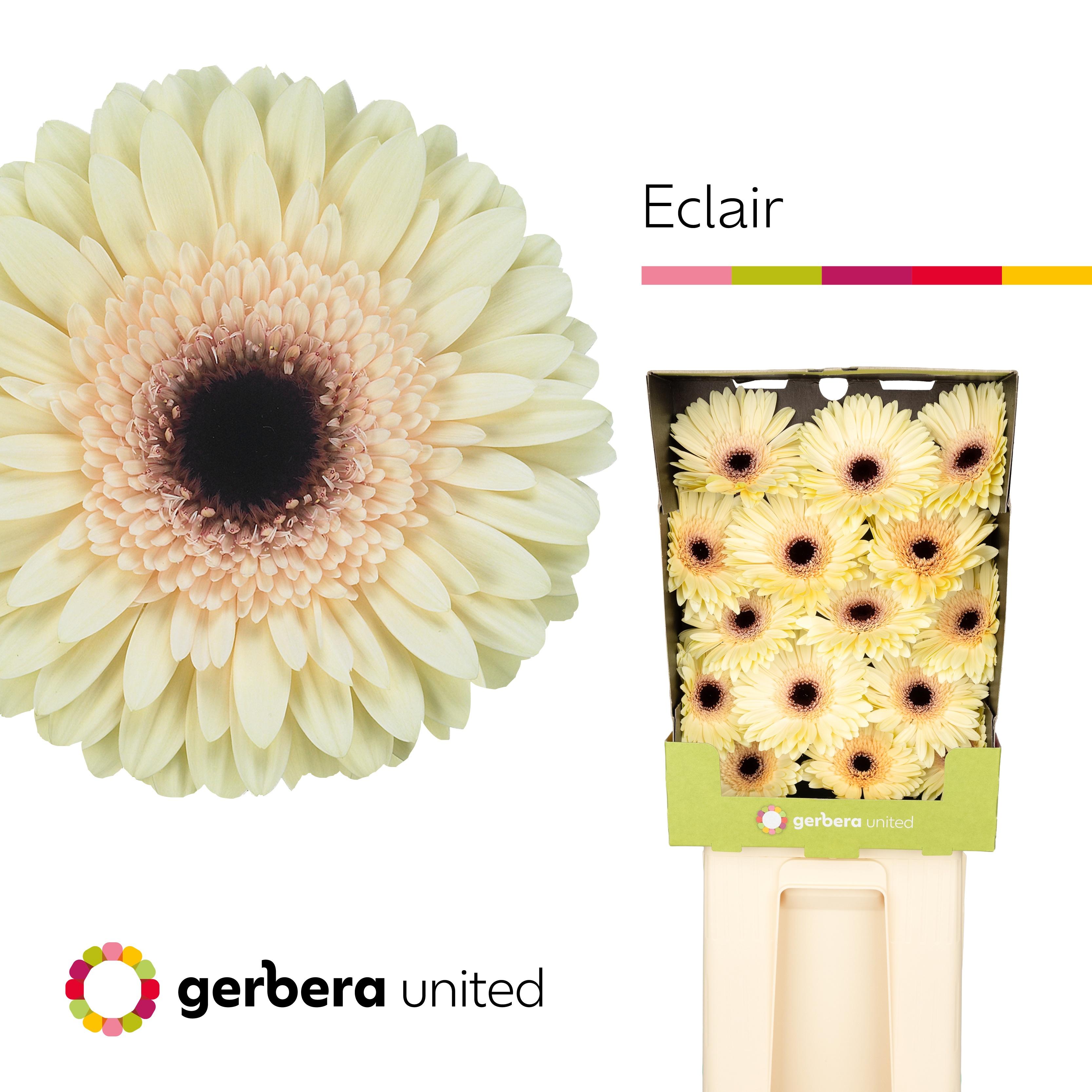 Срезанные цветы оптом Gerbera diamond eclair от 15шт из Голландии с доставкой по России