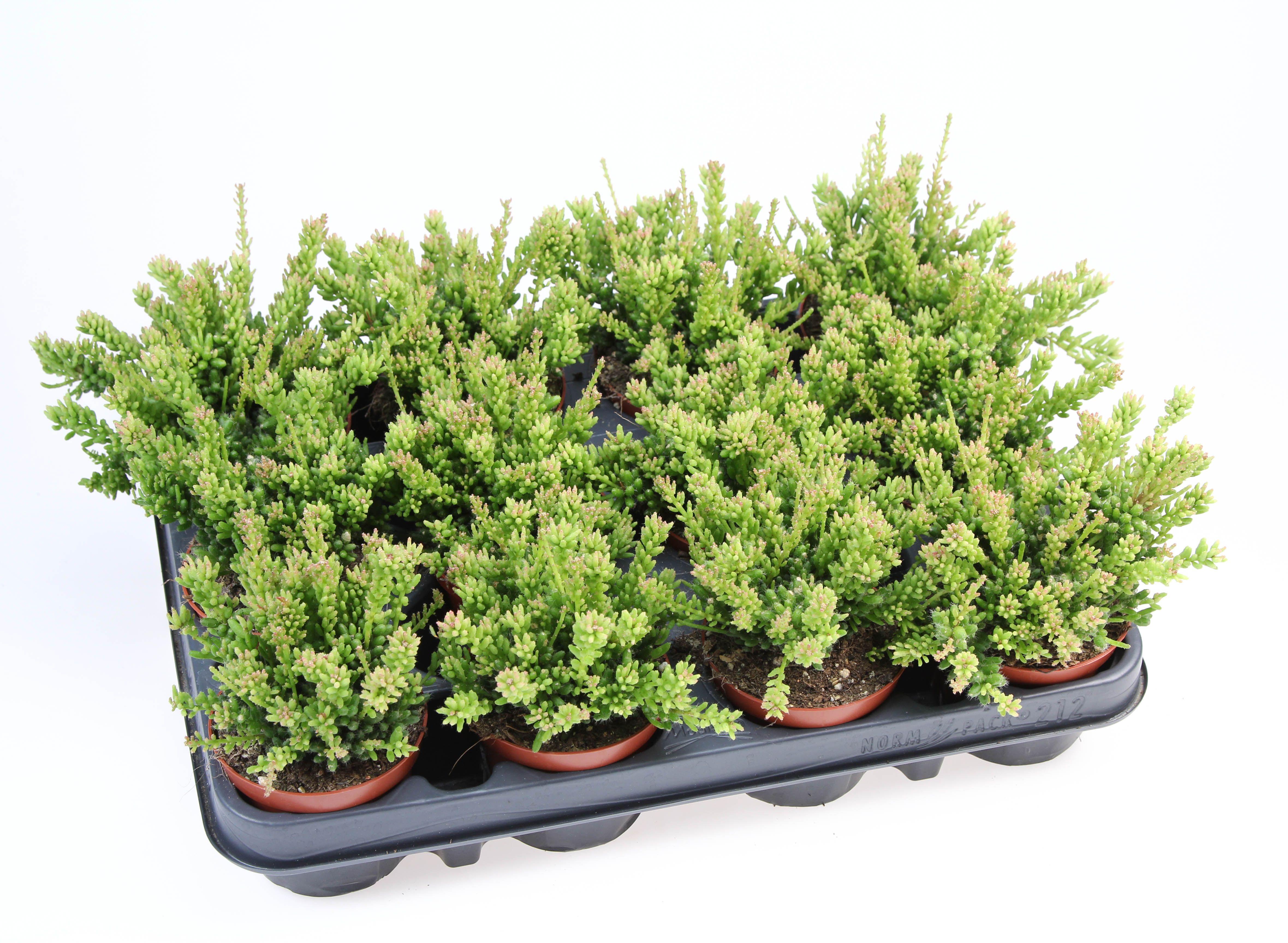 Горшечные цветы и растения оптом Rhipsalis Messembryanthemoides от 12шт (для телеги) из Голландии с доставкой по России