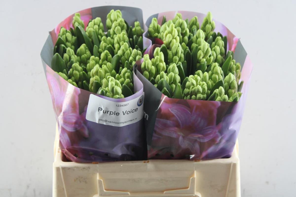 Срезанные цветы оптом Hyacinthus purple voice от 50шт из Голландии с доставкой по России