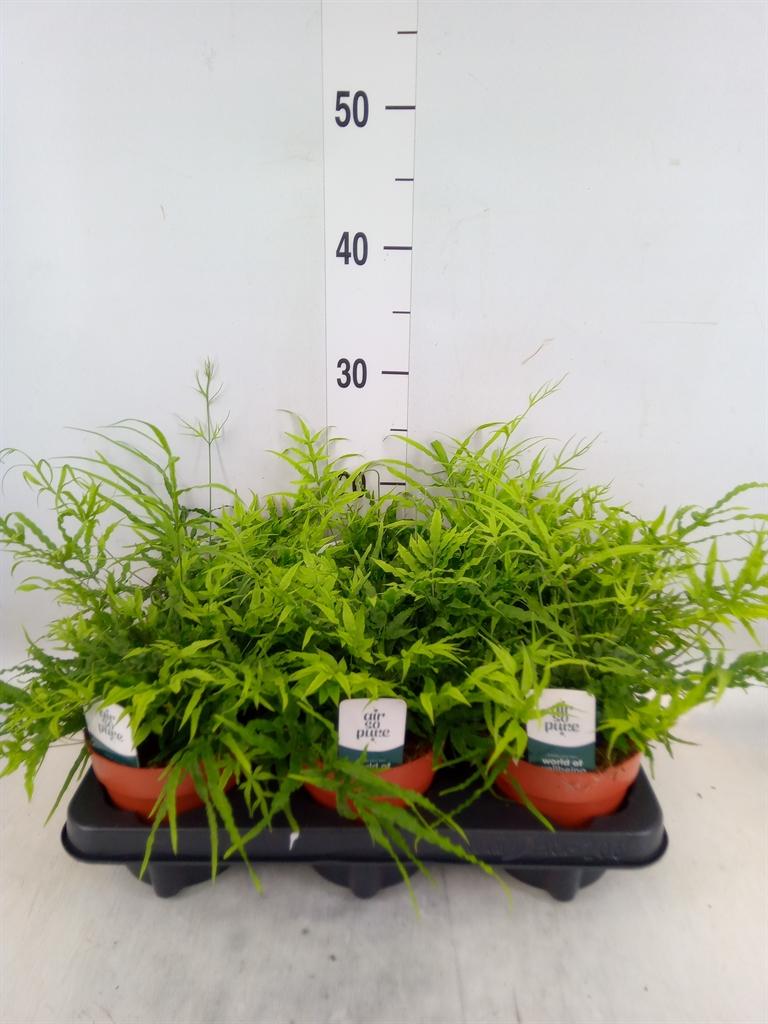 Горшечные цветы и растения оптом Pteris   ... от 6шт из Голландии с доставкой по России