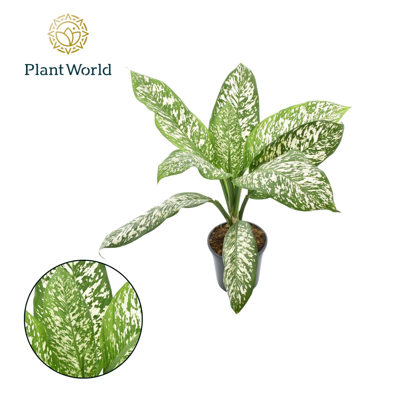 Горшечные цветы и растения оптом Dieffenbachia White Etna от 3шт из Голландии с доставкой по России