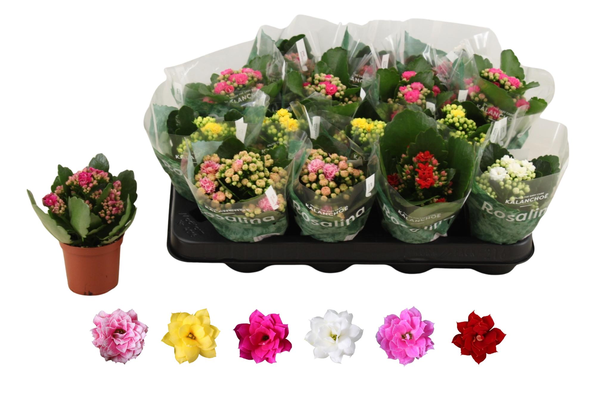 Горшечные цветы и растения оптом Kal Ge Ro Gem 6 Kl от 16шт (для телеги) из Голландии с доставкой по России