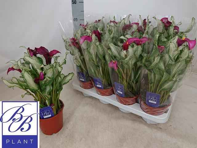 Горшечные цветы и растения оптом Zantedeschia Hybrid от 8шт из Голландии с доставкой по России