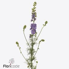 Срезанные цветы оптом Delphinium qis violet lilac (consolida) от 100шт из Голландии с доставкой по России