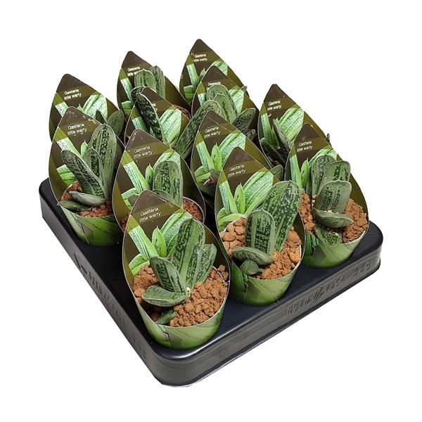 Горшечные цветы и растения оптом Gasteria Little Warty Potcover от 12шт (для телеги) из Голландии с доставкой по России