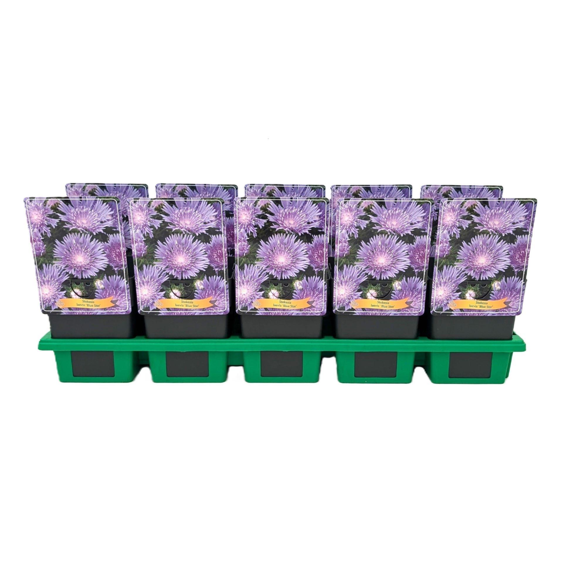 Горшечные цветы и растения оптом Stokesia Laevis от 10шт из Голландии с доставкой по России