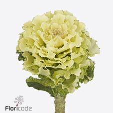 Срезанные цветы оптом Brassica white lady от 30шт из Голландии с доставкой по России