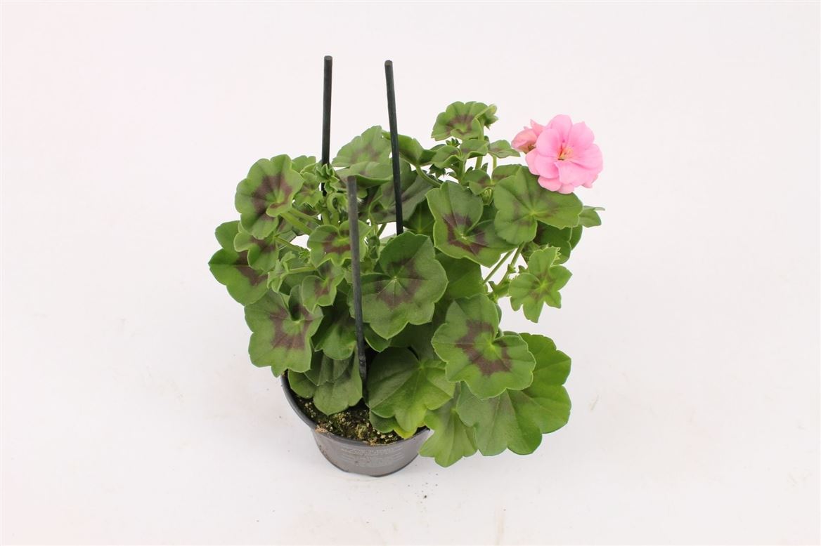 Горшечные цветы и растения оптом Pelargonium Pelt Royal Light Pink от 12шт из Голландии с доставкой по России