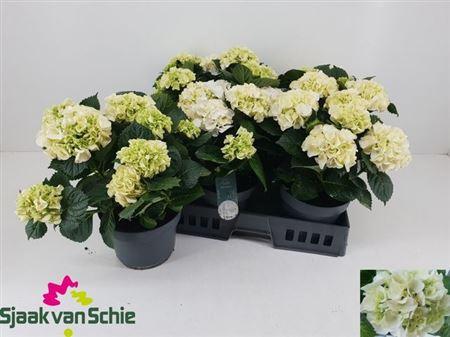 Горшечные цветы и растения оптом Hydr M Crystal Palac 6-8+ от 3шт из Голландии с доставкой по России
