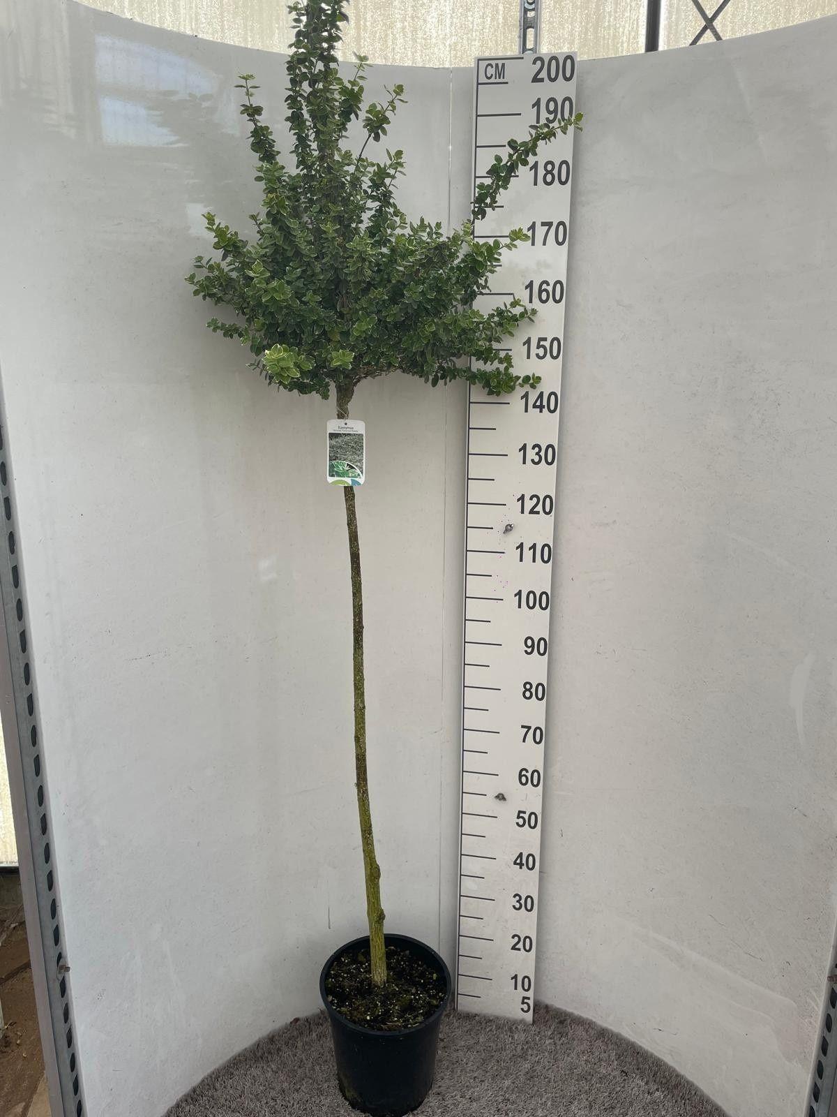 Горшечные цветы и растения оптом Euonymus Fortunei от 1шт из Голландии с доставкой по России