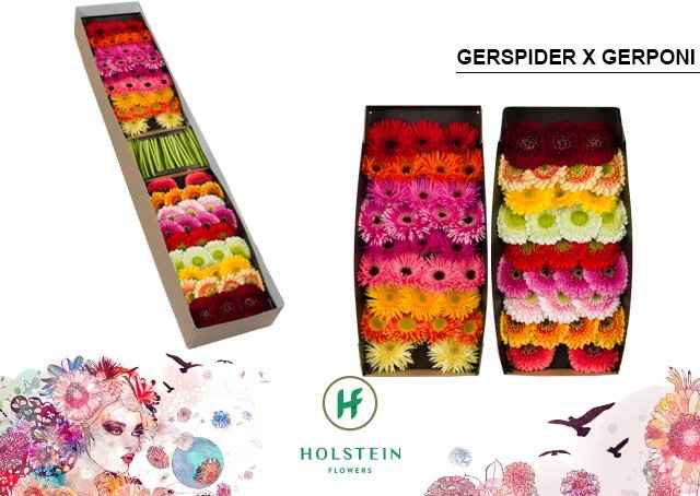 Срезанные цветы оптом Gerbera gerponi x gerspider mix от 60шт из Голландии с доставкой по России
