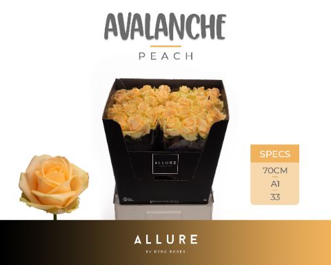 Срезанные цветы оптом Rosa large peach avalanche+ Allure от 40шт из Голландии с доставкой по России