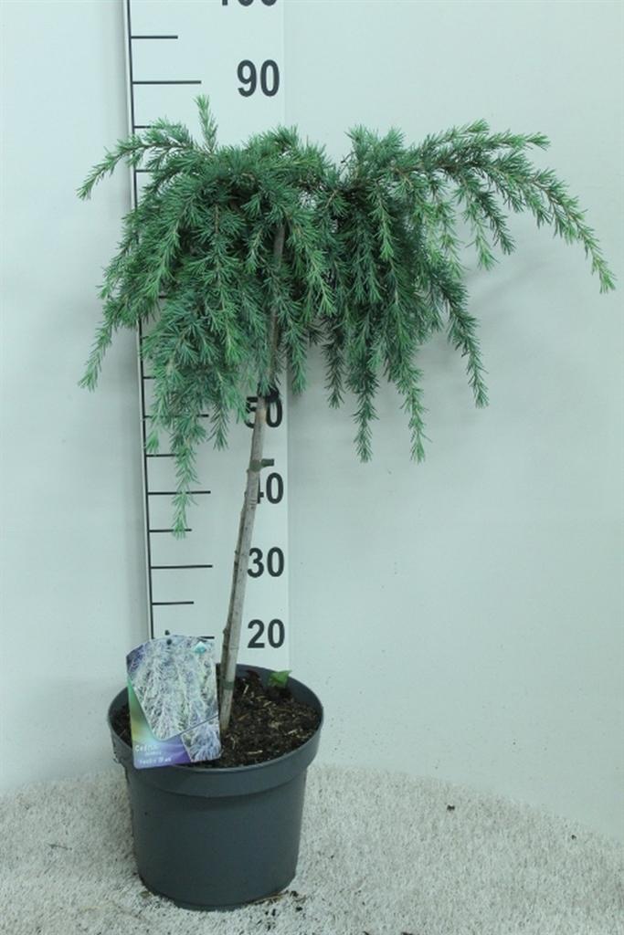 Горшечные цветы и растения оптом Cedrus Deodara feelin Blue от 1шт из Голландии с доставкой по России